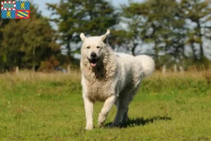 Mehr über den Artikel erfahren Kuvasz Züchter und Welpen in Bourgogne-Franche-Comté