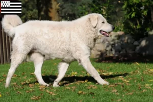 Mehr über den Artikel erfahren Kuvasz Züchter und Welpen in der Bretagne