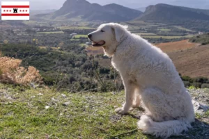 Mehr über den Artikel erfahren Kuvasz Züchter und Welpen in Drenthe