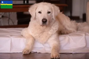 Mehr über den Artikel erfahren Kuvasz Züchter und Welpen in Flevoland