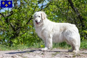 Mehr über den Artikel erfahren Kuvasz Züchter und Welpen in Île-de-France