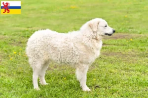 Mehr über den Artikel erfahren Kuvasz Züchter und Welpen in Limburg