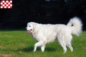 Mehr über den Artikel erfahren Kuvasz Züchter und Welpen in Nordbrabant