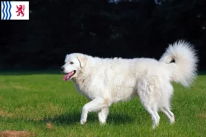 Mehr über den Artikel erfahren Kuvasz Züchter und Welpen in Nouvelle-Aquitaine