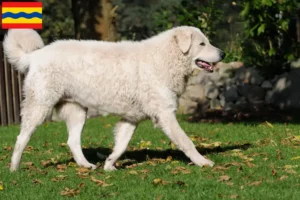 Mehr über den Artikel erfahren Kuvasz Züchter und Welpen in Overijssel