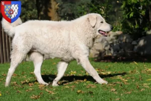 Mehr über den Artikel erfahren Kuvasz Züchter und Welpen in Pays de la Loire