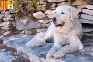 Mehr über den Artikel erfahren Kuvasz Züchter und Welpen in der Provence-Alpes-Côte d’Azur