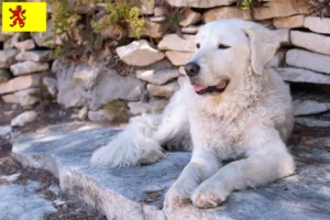 Mehr über den Artikel erfahren Kuvasz Züchter und Welpen in Südholland