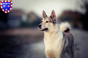 Mehr über den Artikel erfahren Laika Züchter und Welpen in Centre-Val de Loire