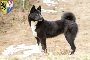 Mehr über den Artikel erfahren Laika Züchter und Welpen in Hauts-de-France