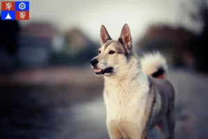 Mehr über den Artikel erfahren Laika Züchter und Welpen in Liberec