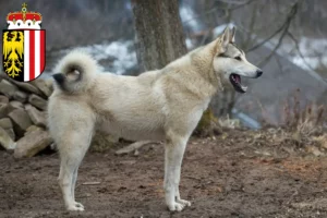 Mehr über den Artikel erfahren Laika Züchter und Welpen in Oberösterreich