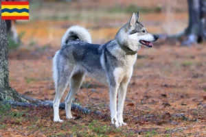 Mehr über den Artikel erfahren Laika Züchter und Welpen in Overijssel