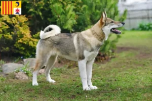 Mehr über den Artikel erfahren Laika Züchter und Welpen in der Provence-Alpes-Côte d’Azur