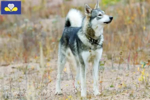 Mehr über den Artikel erfahren Laika Züchter und Welpen in Region Brüssel-Hauptstadt