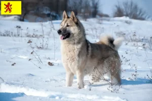 Mehr über den Artikel erfahren Laika Züchter und Welpen in Südholland