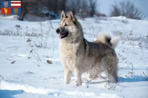 Mehr über den Artikel erfahren Laika Züchter und Welpen in Südmähren