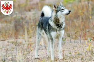 Mehr über den Artikel erfahren Laika Züchter und Welpen in Tirol