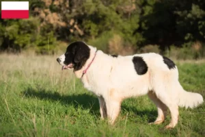 Mehr über den Artikel erfahren Landseer Züchter und Welpen in Polen