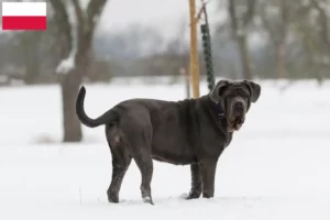 Mehr über den Artikel erfahren Mastino Napoletano Züchter und Welpen in Polen