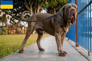 Mehr über den Artikel erfahren Mastino Napoletano Züchter und Welpen in der Ukraine