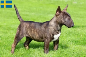 Mehr über den Artikel erfahren Miniature Bull Terrier Züchter und Welpen in Schweden