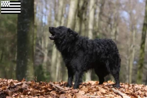 Mehr über den Artikel erfahren Mudi Züchter und Welpen in der Bretagne