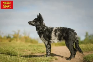 Mehr über den Artikel erfahren Mudi Züchter und Welpen in der Normandie