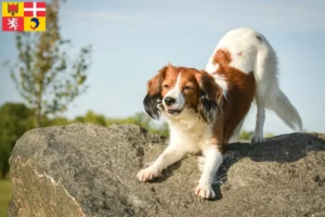 Mehr über den Artikel erfahren Nederlandse Kooikerhondje Züchter und Welpen in Auvergne-Rhône-Alpes