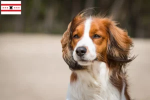 Mehr über den Artikel erfahren Nederlandse Kooikerhondje Züchter und Welpen in Drenthe