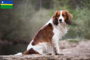 Mehr über den Artikel erfahren Nederlandse Kooikerhondje Züchter und Welpen in Flevoland