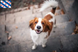 Mehr über den Artikel erfahren Nederlandse Kooikerhondje Züchter und Welpen in Friesland