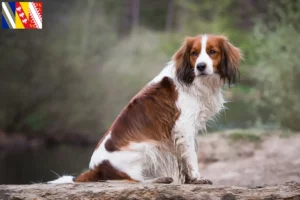 Mehr über den Artikel erfahren Nederlandse Kooikerhondje Züchter und Welpen in Grand Est