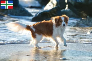 Mehr über den Artikel erfahren Nederlandse Kooikerhondje Züchter und Welpen in Groningen