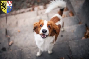 Mehr über den Artikel erfahren Nederlandse Kooikerhondje Züchter und Welpen in Hauts-de-France