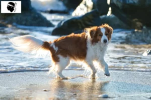 Mehr über den Artikel erfahren Nederlandse Kooikerhondje Züchter und Welpen auf Korsika