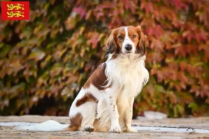 Mehr über den Artikel erfahren Nederlandse Kooikerhondje Züchter und Welpen in der Normandie