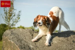 Mehr über den Artikel erfahren Nederlandse Kooikerhondje Züchter und Welpen in Okzitanien