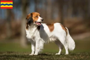 Mehr über den Artikel erfahren Nederlandse Kooikerhondje Züchter und Welpen in Overijssel