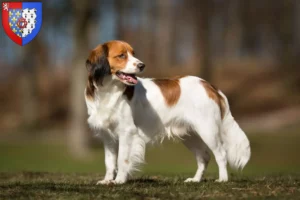 Mehr über den Artikel erfahren Nederlandse Kooikerhondje Züchter und Welpen in Pays de la Loire