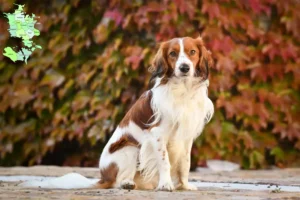 Mehr über den Artikel erfahren Nederlandse Kooikerhondje Züchter und Welpen in Sjælland