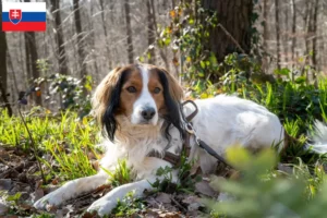 Mehr über den Artikel erfahren Nederlandse Kooikerhondje Züchter und Welpen in der Slowakei