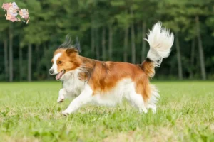 Mehr über den Artikel erfahren Nederlandse Kooikerhondje Züchter und Welpen in Syddanmark