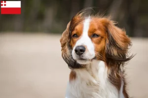 Mehr über den Artikel erfahren Nederlandse Kooikerhondje Züchter und Welpen in Utrecht