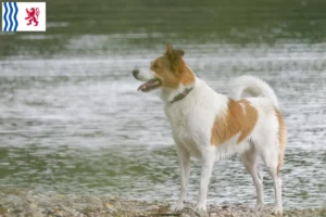 Mehr über den Artikel erfahren Norrbottenspitz Züchter und Welpen in Nouvelle-Aquitaine