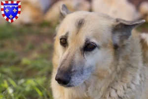 Mehr über den Artikel erfahren Norwegischer Buhund Züchter und Welpen in Centre-Val de Loire