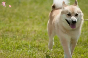 Mehr über den Artikel erfahren Norwegischer Buhund Züchter und Welpen in Hovedstaden