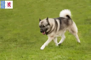 Mehr über den Artikel erfahren Norwegischer Buhund Züchter und Welpen in Nouvelle-Aquitaine