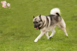 Mehr über den Artikel erfahren Norwegischer Buhund Züchter und Welpen in Syddanmark