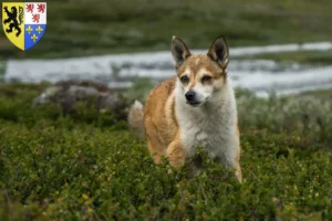 Mehr über den Artikel erfahren Norwegischer Lundehund Züchter und Welpen in Hauts-de-France